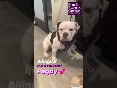 Here is our bilingual K-9 REALTOR®, Pudgy!!! 💜  #Shorts
