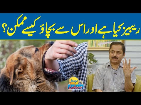 What is rabies and how can it be prevented | Jaago Lahore