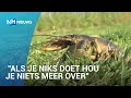 Door rivierkreeftenplaag verdwijnen eilandjes in het Oosterdelgebied