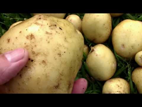 Explosive Ember Pepper Growing From Seedling Through The Summer