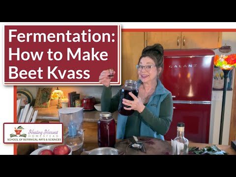 Fermentation  How to make Beet Kvass