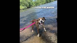 Video preview image #1 Mutt Puppy For Sale in Hinton, WV, USA