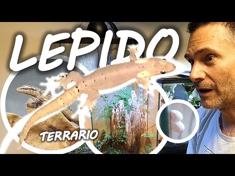 MON PREMIER LEZARD POUR DEBUTANT