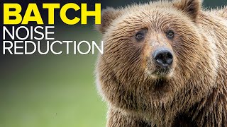 Batch Process Noise Reduction in Lightroom