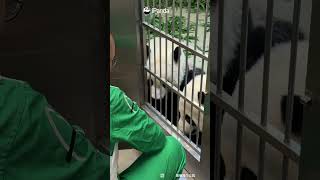 Running Two-Panda Snack Station Is No Easy Job | iPanda #shorts #HKPanda