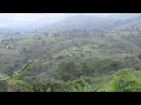 Mbaze igiti, mbaze inyoni