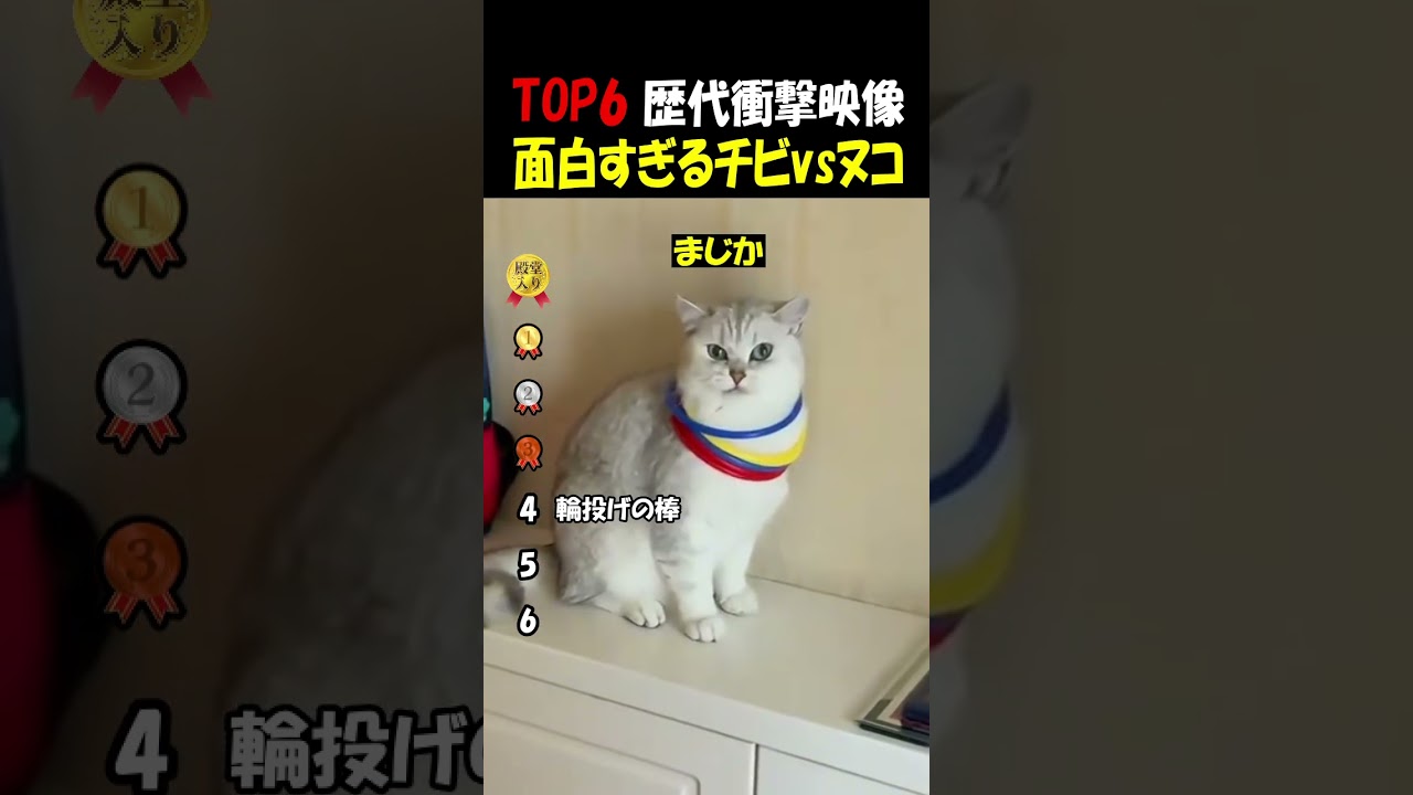 人間に翻弄される猫さん