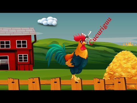 Cucurigu, cucurigu, vine dimineața. Cântec pentru copii cu cocoșul deșteptator
