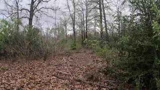 Live Spring Rain and Ambient Nature Sounds