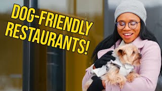 A Pawsome Guide To Dog Friendly Restaurants In Toronto