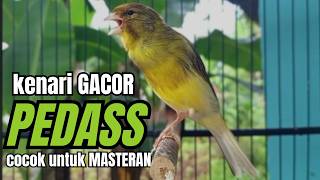 Download lagu Masteran KENARI GACOR ngeroll panjang,Cuit Cuit Emosi AMPUH bikin kenari nyaut ,Masteran MURAI BATU mp3