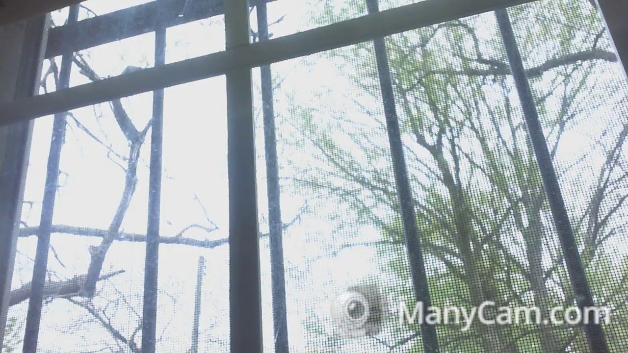 Backyard Stream thumbnail