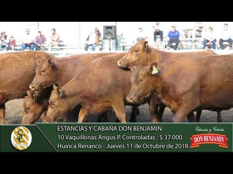11-10-18 Venta de Vientres Angus y P. Hereford P.P., P.C. y P.R. - Cab- Don Benjamín - H. Renancó