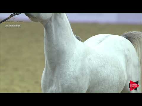 N.113 SINGLETON ASSAYEL ALUWAYNAH - 2019 Qatar Nat. Peninsula show - Colts 3 Y O (Class 6) .mp4