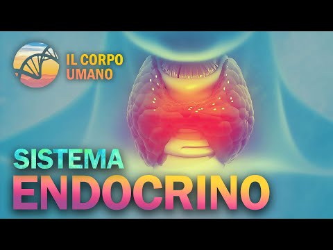 Sistema Endocrino | Il Corpo Umano