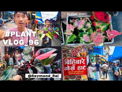 Kalimpong's Thursday Local Market || Selling 🪴Plants & Flowers 🌸|| #plants #vlog _ 96🌱.