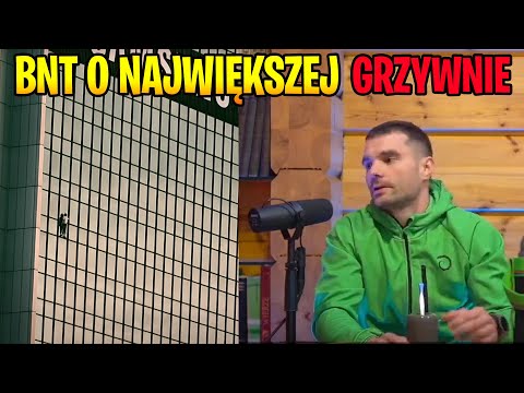 BNT W AFERKACH: O NAJWYŻSZEJ GRZYWNIE