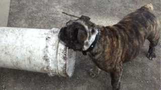preview picture of video 'AXEL the Dog and his Bucket'