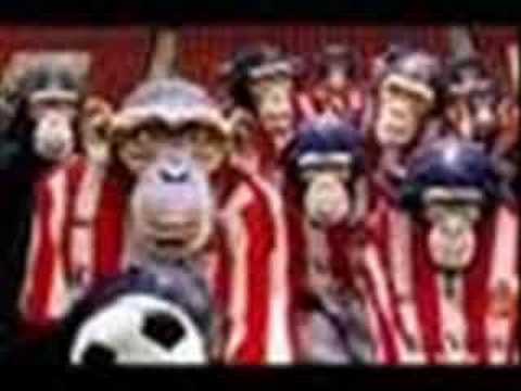 i could have been born a mackem