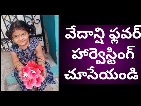 flower harvesting by vedanshi ll వేదాన్షి చేసిన ఫ్లవర్ హార్వెస్టింగ్ ll gardening