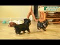 Yorkiepoo dogs for sale: Dustin  - Video 1