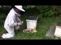Using Lemongrass Oil When Beekeeping