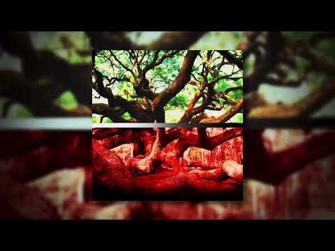 Live Oak Tree / Suti~Tooti (Official Audio)