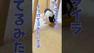 ママにイマイチ伝わらなくて絶望するフレブル