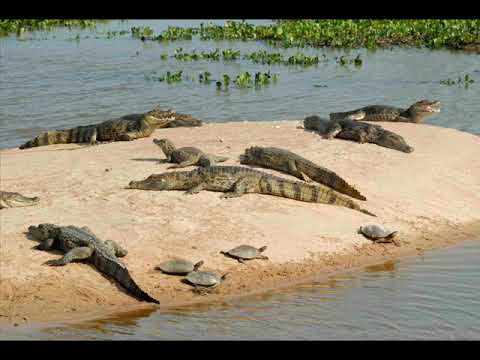 Pastor Arnaez Samancito de Mi Pueblo