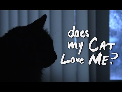 Does My Cat Love Me?