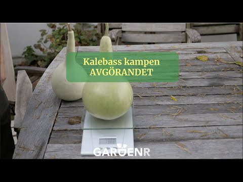 Kalebasskampen AVGÖRANDET - Trädgårdshacks med GardenR