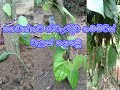 නිවැරදිව ගෙවත්තේ ගම්මිරිස් වැලක් සිට