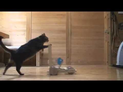 Funny cat - Забавная кошка 