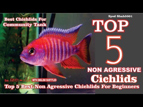 Top 5 The Best/Easiest Cichlid