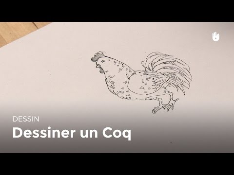 comment colorier un coq