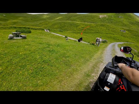Look what we found in the Alps (CRAZY COW) - ATV ADVENTURE