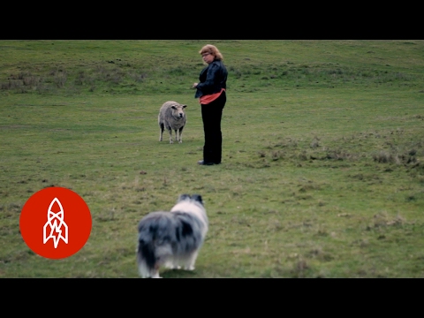 This Woman's Animals Talk to Her About American Politics