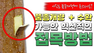 [접목 컨설팅] 돈 쓰지 마세요!! 이 방법으로 수확과 품종 개량을 한 번에 할 수 있습니다!