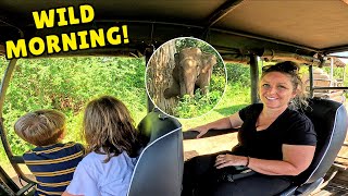 Udawalawe Elephant Safari 🇱🇰 | Wild Sri Lanka Adventure at Sunrise