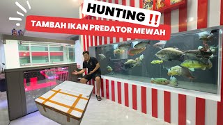 HUNTING IKAN PREDATOR MEWAH LAGI UNTUK TAMBAH KOLEKSI MARKAS JAMM VLOG