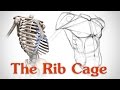 Anatomy of the Rib Cage - for Artists 