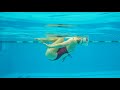 Seagull Underwater