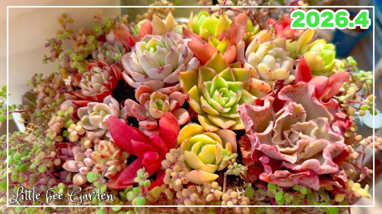 【#563】4月初めの庭の様子【ガーデニング】