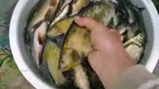 Какую приманку положить в мережу