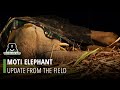 Moti Elephant -Update From The Field