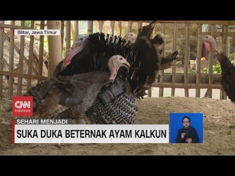 , title : 'Suka Duka Beternak Ayam Kalkun'