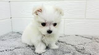 マルチーズの動画01