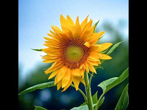 Everybody Loves The Sunshine - August 2020