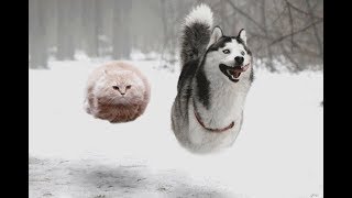 НОВЫЕ ПРИКОЛЫ С ЖИВОТНЫМИ СЕНТЯБРЬ 2018 | Fun Trip
