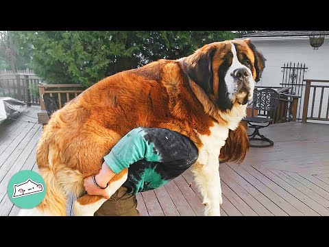 Gigantic St. Bernard is Acting Silly Like a Baby | Cuddle Buddies